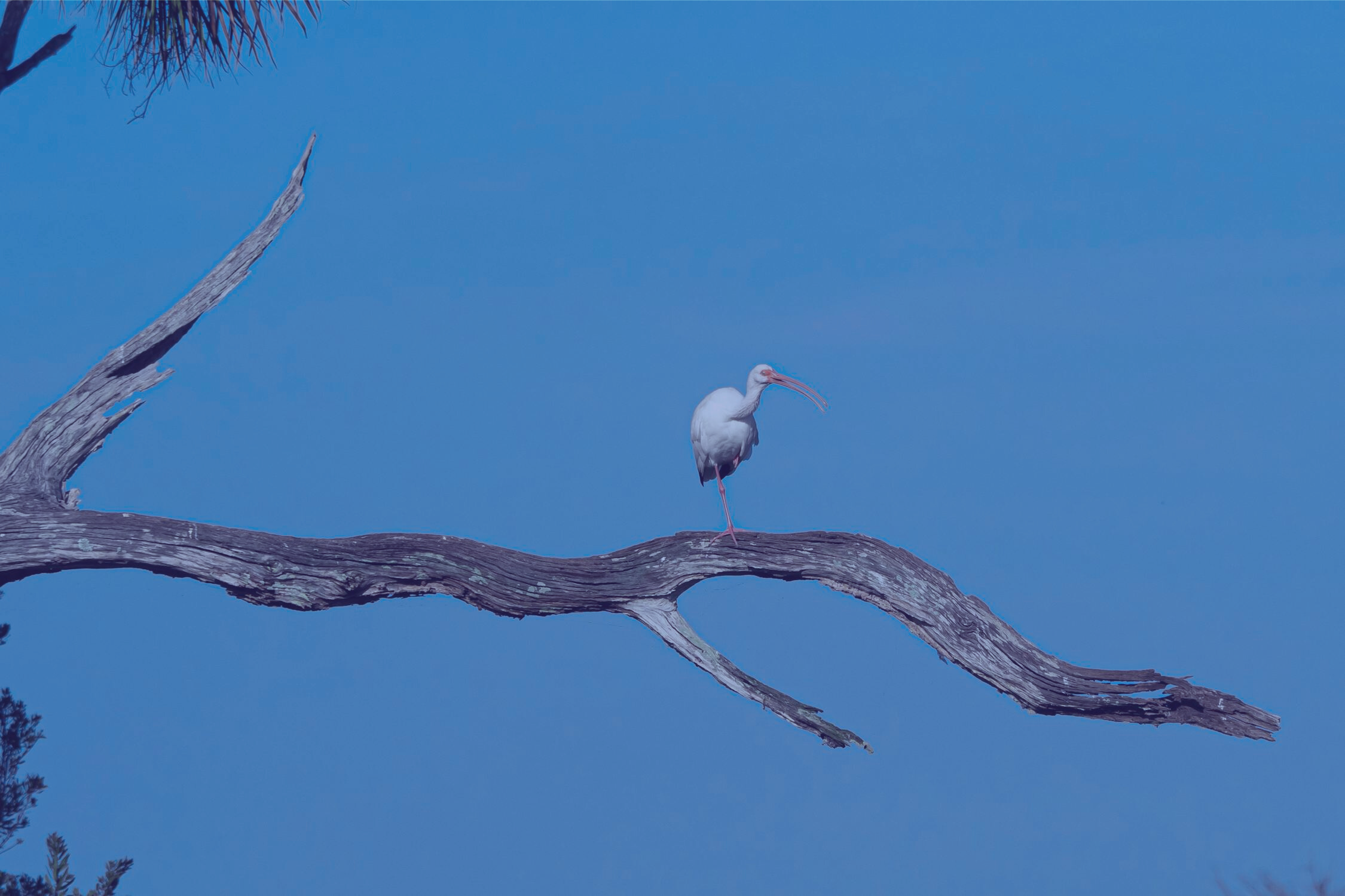 "An Ibis Perched on a Branch" by Dirk Schuneman